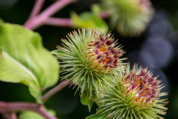 Flower Beginning to Bloom