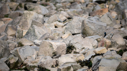 Rocks at Kilve beach in England
