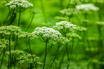 White flowers on the grass in the park