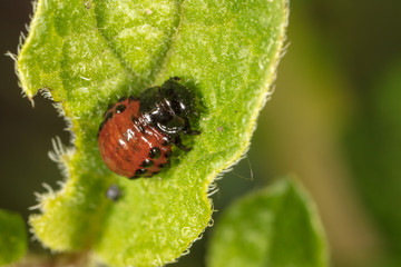 Red colorado beetle on the leaves of potatoes