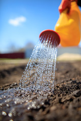 watering from a watering can of beds in the garden