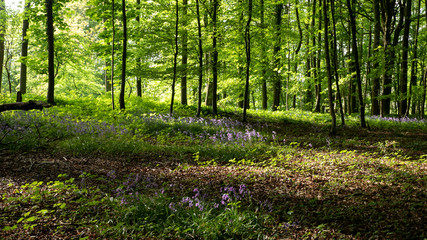 Obraz premium Bluebell carpet under forest in the Cotswolds England