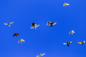 A flock of pigeons in flight against the blue sky