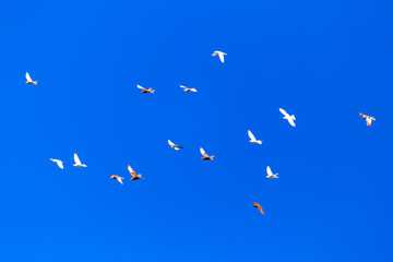 A flock of pigeons in flight against the blue sky