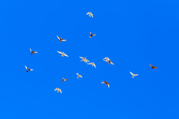 A flock of pigeons in flight against the blue sky