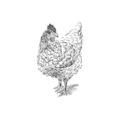 Chicken sketch. Hand drawn vector illustration.
