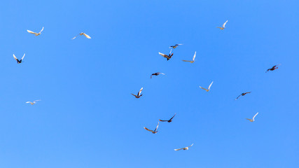 A flock of pigeons in flight against the blue sky