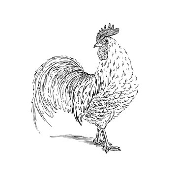Cock sketch. Hand drawn vector illustration.
