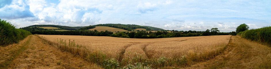 Fototapeta na wymiar Wheat Field Panorama