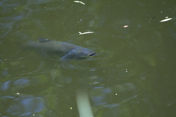 Fototapeta premium Fish gasp for breath/air. Fish in a pond. Do not aerate the pond. Fish gasp for breath/air in warm water. Waiting for the rain. The need for artificial aerated water. Lack of oxygen. 