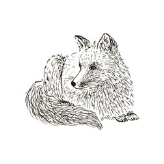 Fox sketch. Hand drawn vector illustration.