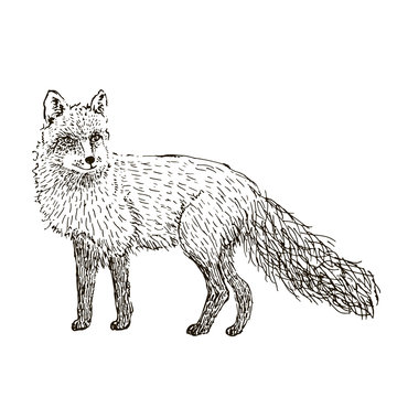 Fox sketch. Hand drawn vector illustration.