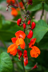 Obraz na płótnie Canvas Phaseolus flowers are orange.