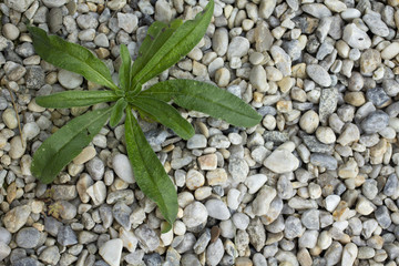 The weeds between the stones in the garden. Pebble around the house with the weeds. The fight with...
