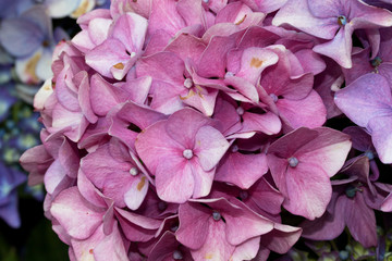 eine fliederfarbene hortensie fotografiert in makro und nahaufnahme