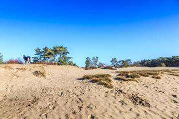 Landscape Soesterduinen in the Dutch province of Utrecht remnant of penultimate Ice Age, Saalien, with sand drift and tree groups of Scots pine, Pinus sylvestris, in an open landscape