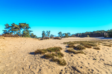 Landscape Soesterduinen in the Dutch province of Utrecht remnant of penultimate Ice Age, Saalien, with sand drift and tree groups of Scots pine, Pinus sylvestris, in an open landscape