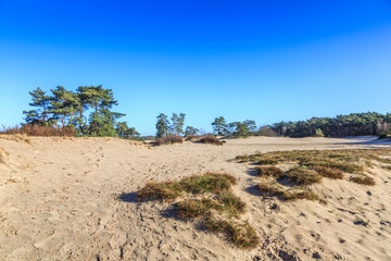 Fototapeta na wymiar Landscape Soesterduinen in the Dutch province of Utrecht remnant of penultimate Ice Age, Saalien, with sand drift and tree groups of Scots pine, Pinus sylvestris, in an open landscape