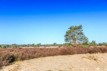 Landscape Soesterduinen in the Dutch province of Utrecht remnant of penultimate Ice Age, Saalien, with sand drift and tree groups of Scots pine, Pinus sylvestris, in an open landscape