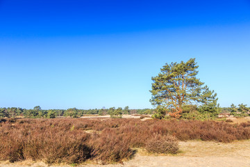 Landscape Soesterduinen in the Dutch province of Utrecht remnant of penultimate Ice Age, Saalien, with sand drift and tree groups of Scots pine, Pinus sylvestris, in an open landscape