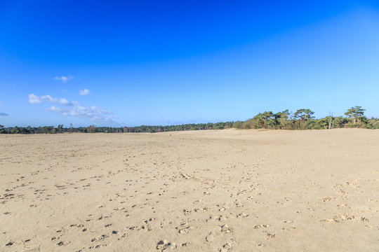 Landscape Soesterduinen in the Dutch province of Utrecht remnant of penultimate Ice Age, Saalien, with sand drift and tree groups of Scots pine, Pinus sylvestris, in an open landscape