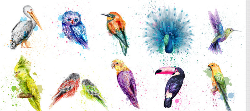 Watercolor birds set Vector. Peacock, owl, pelican, parrot, humming birds collections