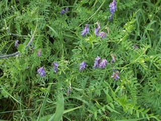 V&iacute;cia cr&aacute;cca 