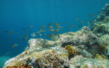 A shoal of fish, ornate wrasse, Thalassoma pavo, with rock underwater in the Mediterranean sea, La Isleta del Moro, Cabo de Gata-Níjar natural park, Almeria, Andalusia, Spain
