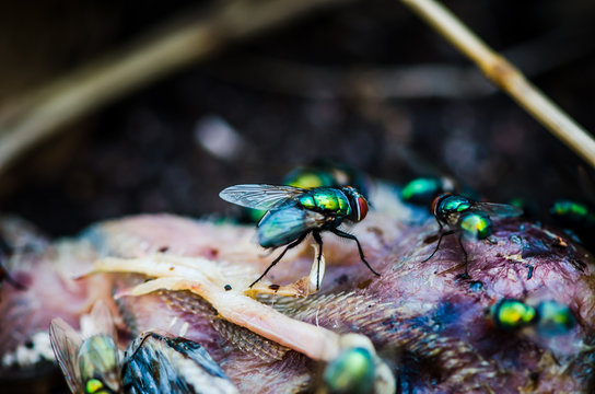 Schmeissfliege, Goldfliege