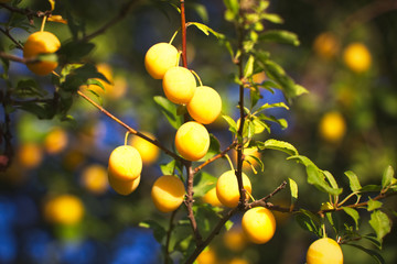 Yellow mirabelle plums. Ripe mirabelle on tree. Organic fruit before harvest in summer. (Prunus domestica syriaca)