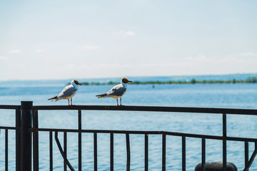 Two seagulls sitting on a fence on the waterfront