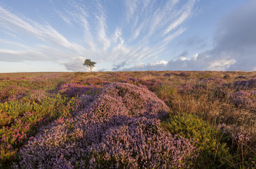Late Summer Heather on the Quantock Hills