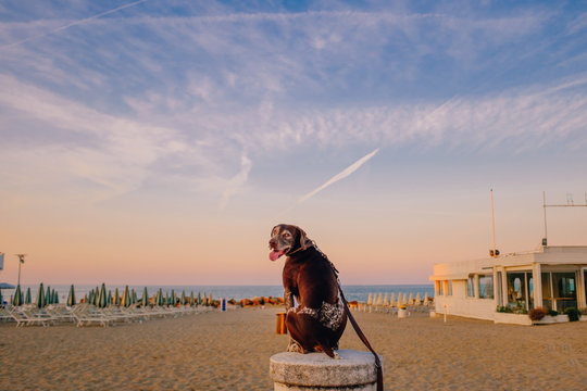 cane al mare