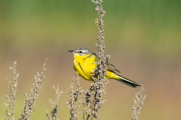 Motacilla flava on the ground