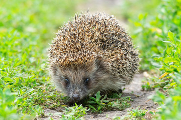 hedgehog on the grass