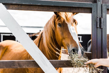 cropped image of farmer feeding brown horse with hay in stable © LIGHTFIELD STUDIOS
