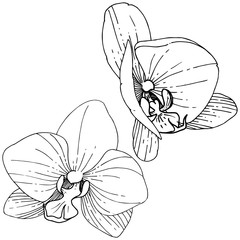 Fototapeta premium Orhid flower in a vector style isolated. Full name of the plant: orhid. Vector flower for background, texture, wrapper pattern, frame or border.