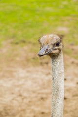 Ostrich bird head and neck front portrait in the park