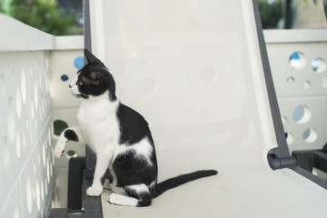 Retrato de un pequeño gato blanco y negro sentado sobre una hamaca jugando a cazar a través de...