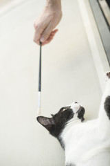 Retrato de un pequeño gato blanco y negro jugando animadamente con un pincel que sostiene alguien...