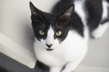 Retrato de primer plano un peque&ntilde;o gato blanco y negro sobre un asiento blanco