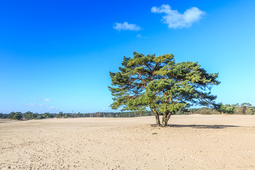 Alive and moving drifting sand dunes of Soesterduinen area in Netherlands with solitaire conifers, Pinus sylvestris, standing on bare tree roots because sand between tree roots is blown away