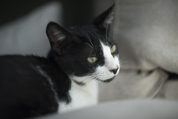 Retrato de primer plano un peque&ntilde;o gato blanco y negro junto a una ventana