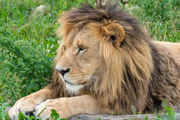 A male lion with magnificent mane is lying on a green meadow.
