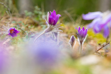 Spring flowers pulsatillas on moss background in the forest. Also have the name Pask, Easter or Wind flower