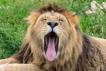 Yawning male lion on a meadow surounded by grass