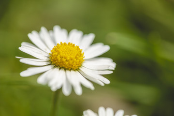 Fototapeta premium Daisy flower