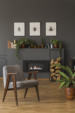 Grey wooden armchair next to plant in apartment interior with posters above fireplace. Real photo