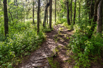 Fototapeta na wymiar Hiking on path in the woods