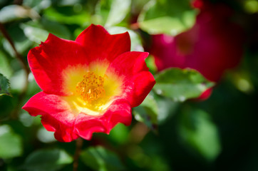 Jardins Secrets - Vaulx Haute-Savoie